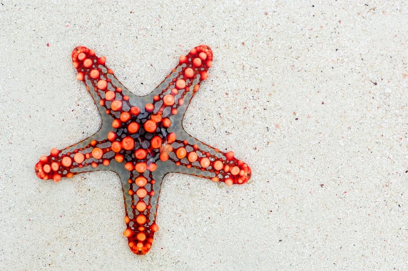 Star